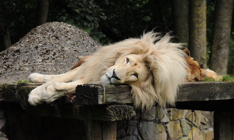 ライオンの食後の昼寝